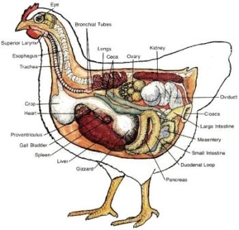 Chicken Anatomy Diagram